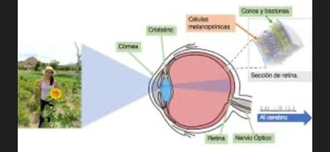 DP said that the frontal plane is only ONE